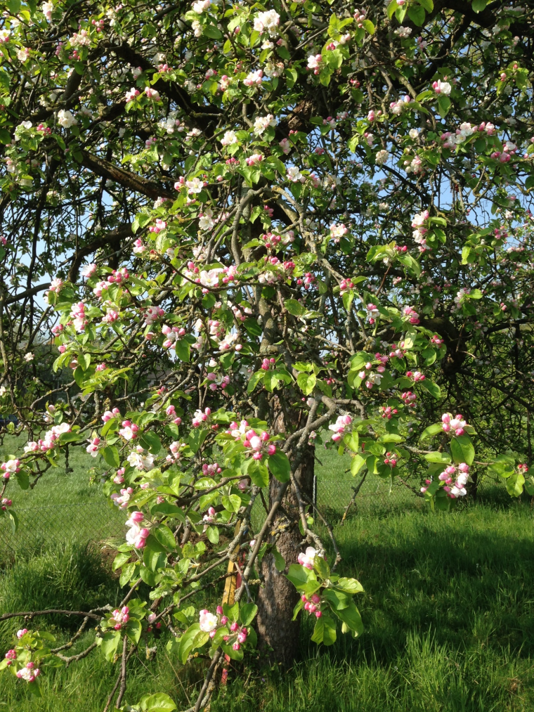 An Apple Tree in Martin Bernhardts historic Garden.